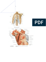 Anatomi Thorax Dwis