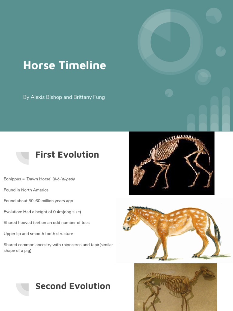 horse timeline