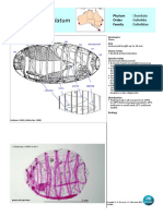 Doliolum Denticulatum Updated