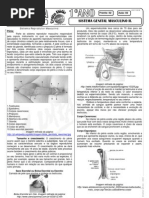 Biologia - Pré-Vestibular Impacto - Sistema Reprodutor - Masculino