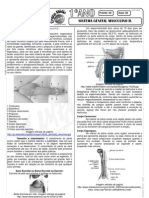 Biologia - Pré-Vestibular Impacto - Sistema Reprodutor - Masculino