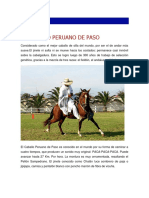 Caballo Peruano Paso mejor mundo