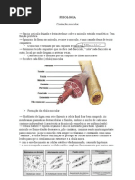 FISIOLOGIA contração muscular