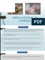 Hernia Inguinal en Caninos