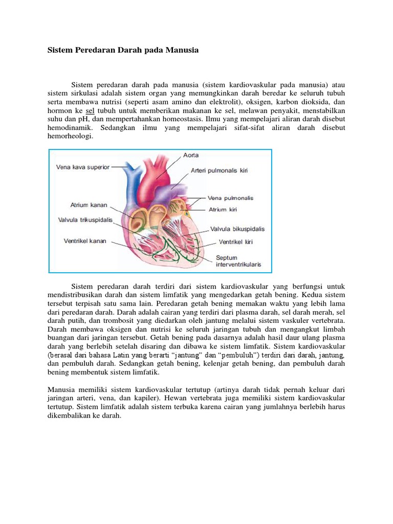 Sistem Peredaran Darah Pada Manusia1 Pdf