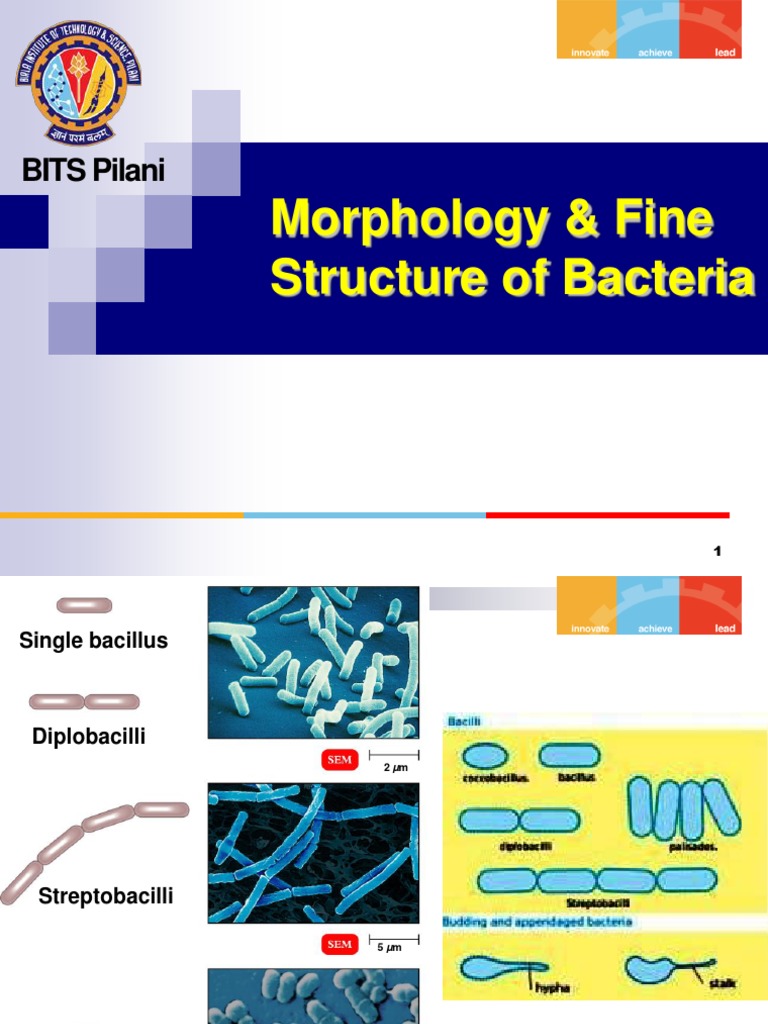 Morphology, Structures, and Tactic Responses of Bacteria: An In-Depth ...