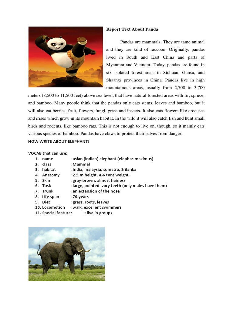 Report Text About Panda | Giant Panda | Elephant