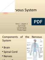Nervous System Report, Langam, Aclao, Aguipo, Dapac
