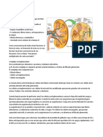 Histología Renal