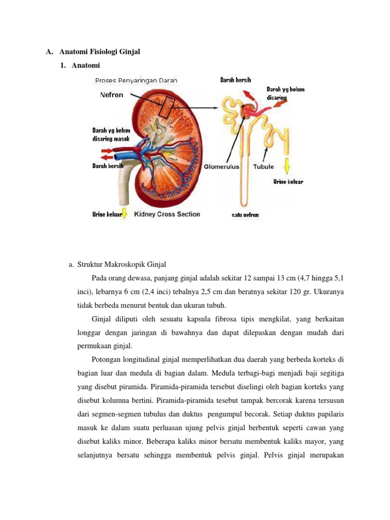 Anatomi Fisiologi Ginjal Pdf