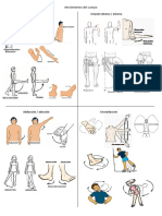 Anatonia Movimientos Del Cuerpo