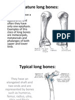 Miniature Long Bones