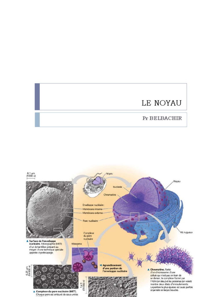 Caractéristiques du noyau cellulaire | PDF | Noyau (biologie) | Mitose