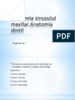 Anatomia Sinusului Maxilar