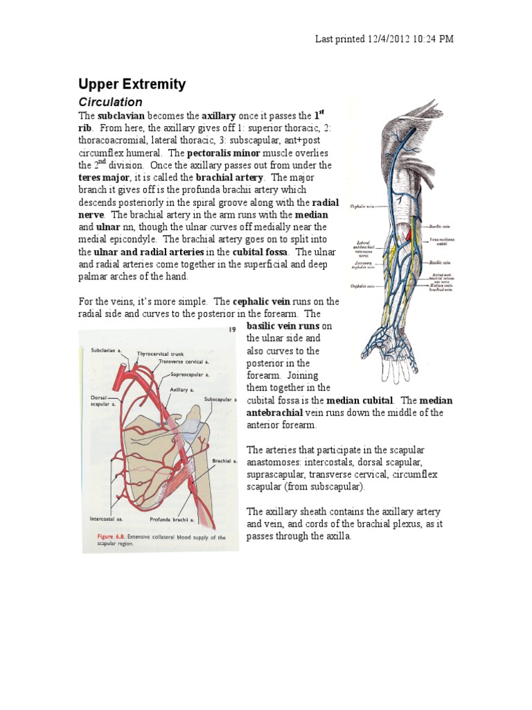 Anatomy of the Upper Extremity: Circulatory and Nervous Systems | PDF ...