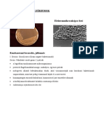 Gramnegatív Baktériumok PDF