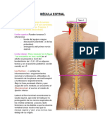 Resumen Snell-Neuro.pdf