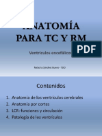 Ventrículos Cerebrales Anatomía para TAC y RMN