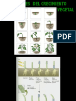 Reguladores Del Crecimeinto Vegetal