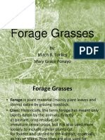 Forage Grasses Guide