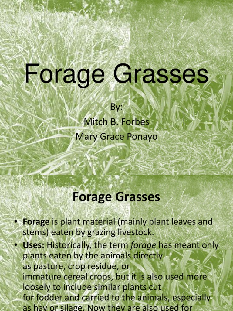 Forage Grasses: By: Mitch B. Forbes Mary Grace Ponayo | PDF | Garden ...