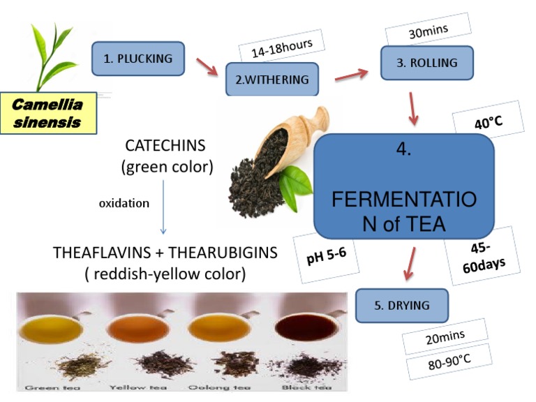 Poster Fermentation of Tea | PDF