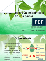 Fotosíntesis y Quimiosíntesis en Una Planta