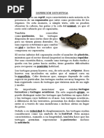 DEFINICIÓN DETORTUGA