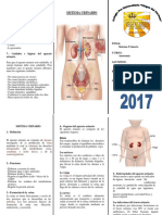 Sistema Urinario