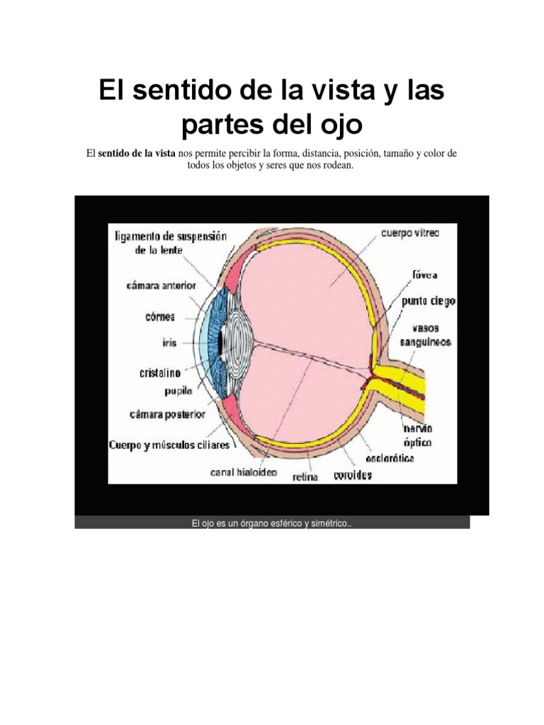 El Sentido de La Vista y Las Partes Del Ojo Ojo humano Percepción visual