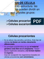 Tipos de Celula