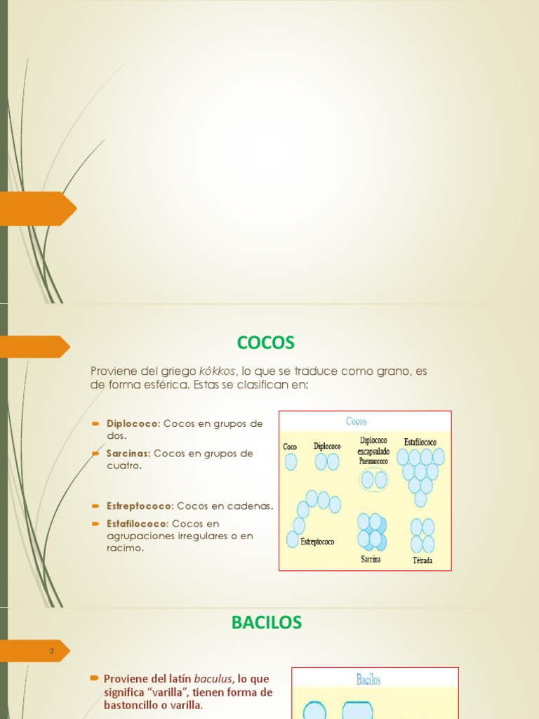 Bacilos y Cocos Formadores de Endosporas | PDF | Bacterias Gram ...