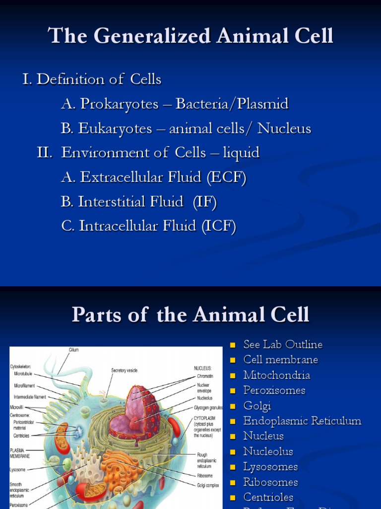 The Generalized Animal Cell | PDF | Meiosis | Cell Membrane