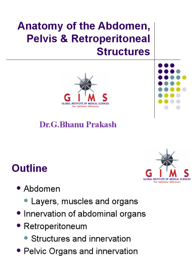 Abdomen and Pelvis Anatomy Overview | PDF | Abdomen | Zoology
