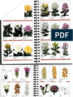 Cut Flowers Catalogue