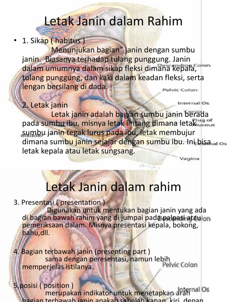 Letak Janin Dalam Rahim