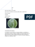 Hongo hialino Trichoderma: características macro y microscópicas