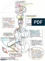 2. Spinal Tracts