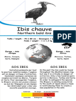 Ibis Chauve