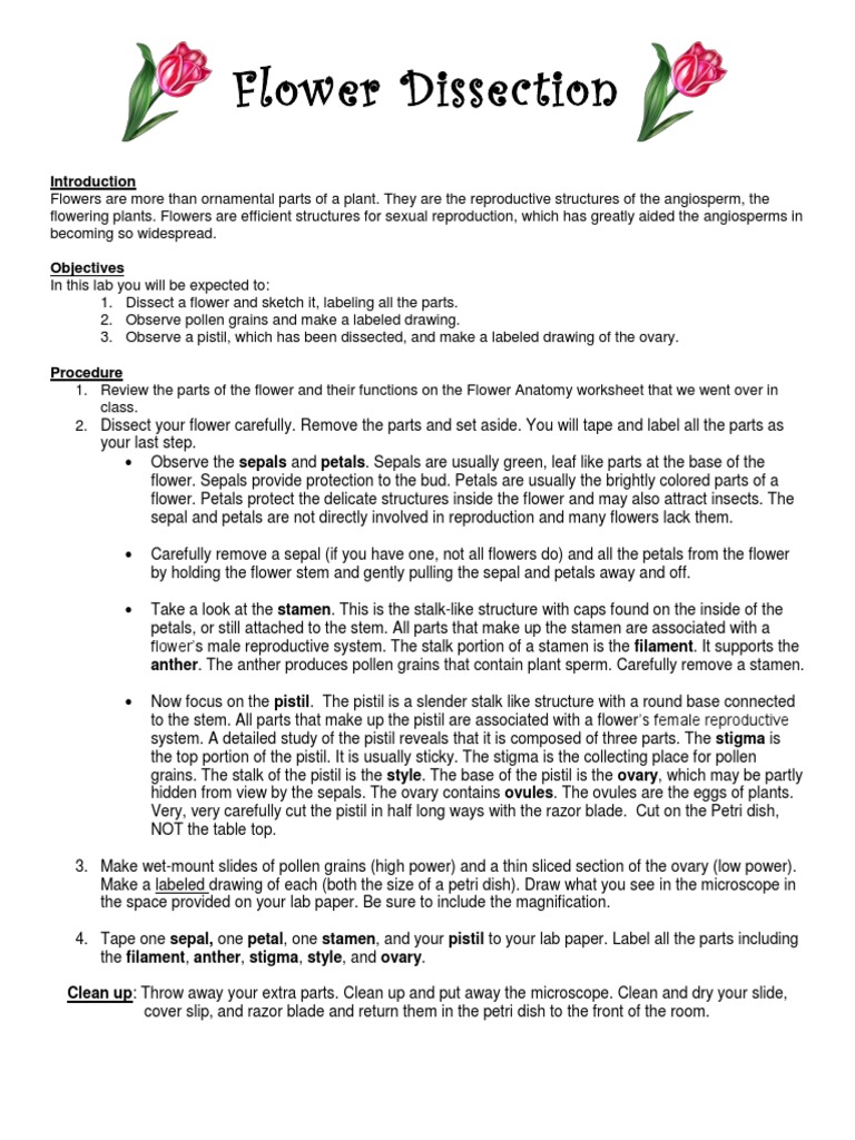Flower Dissection Lab Flowers Petal