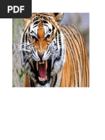 Download 400 Koleksi Gambar Harimau Gambar Harimau Terbaik HD