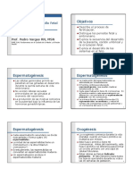 Concepcion y Desarrollo Fetal