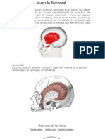 Musculos Masticacion Universidad Del Sur