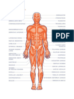 Muscular System