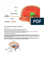 El Cerebro Humano y Sus Funciones_18102017