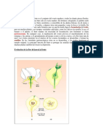 Origen y estructura del fruto