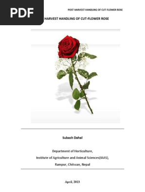POST_HARVEST_HANDLING_OF_CUT-FLOWER_ROSE.pdf