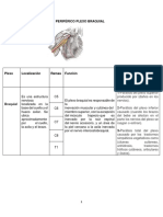 Sistema Nervioso Periferico Plexo Braquial