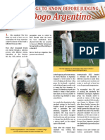 Everything you need to know about judging the Dogo Argentino