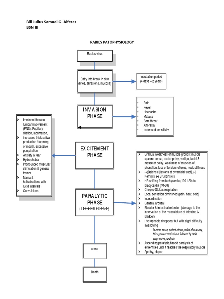 Rabies Pathopysiology | PDF | Rabies | Diseases And Disorders